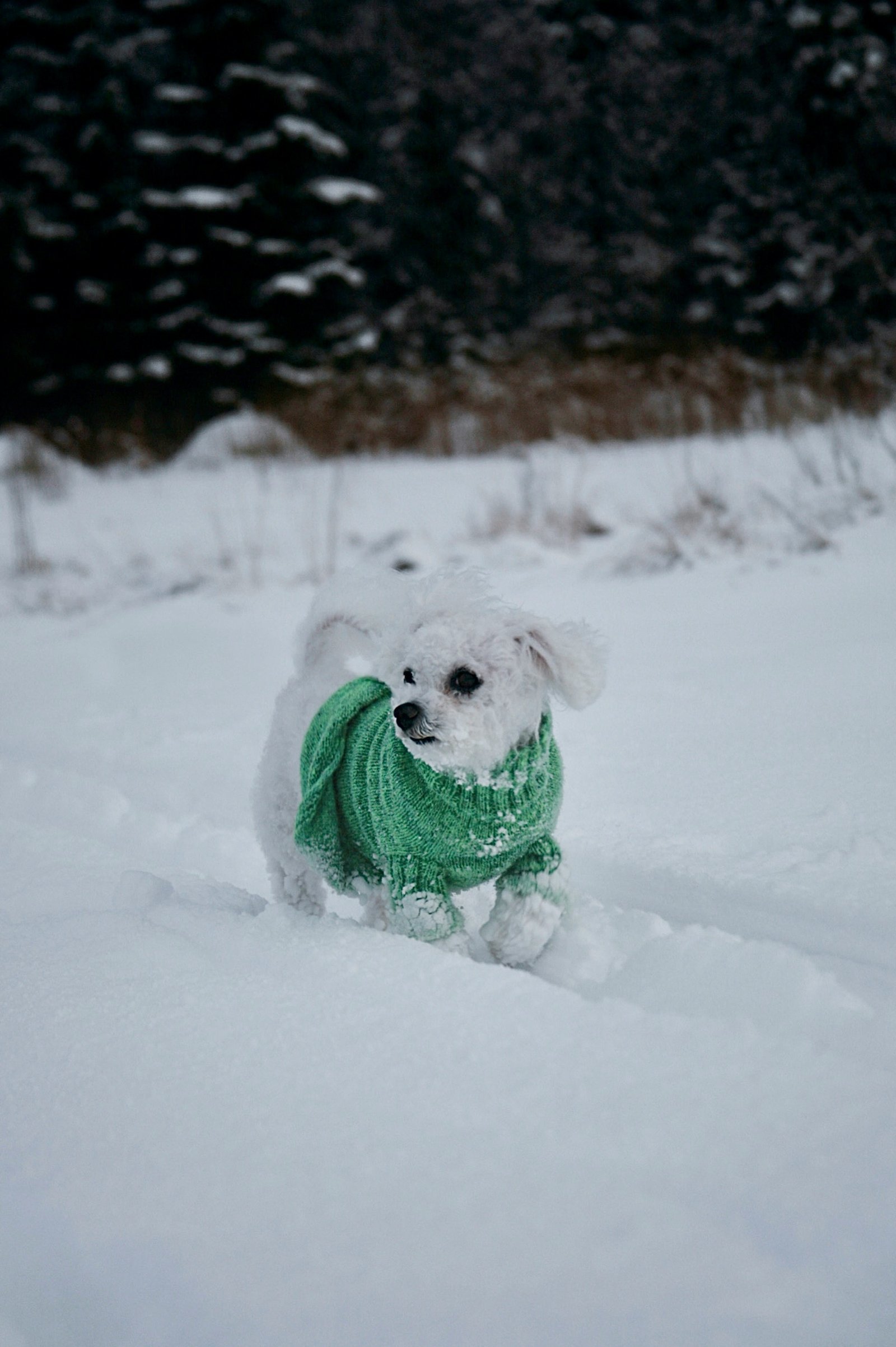 Dog exercising